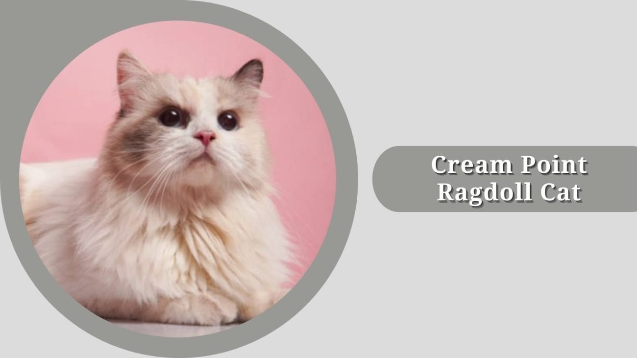 Cream Point Ragdoll Cat