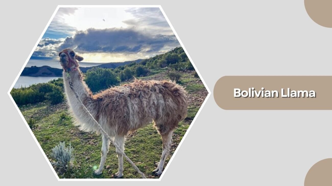 Bolivian Llama
