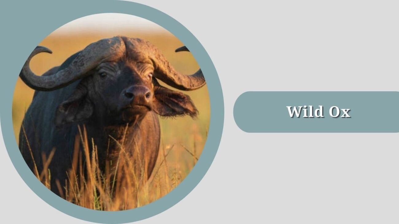 Wild Ox