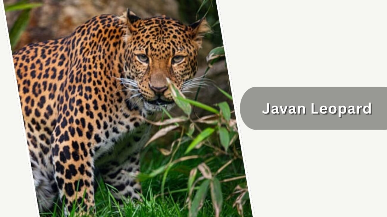9 Types of Leopards: Species Identification with Pictures
