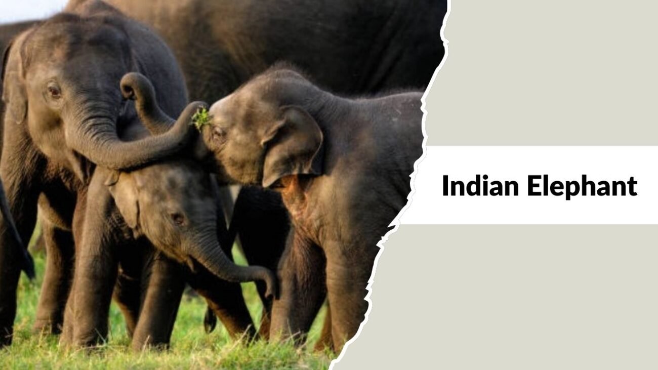 Indian Elephant