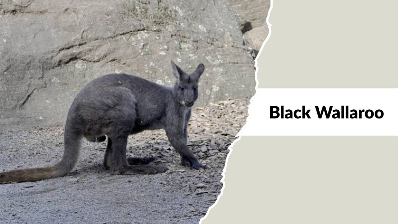 Black Wallaroo Black Wallaroo