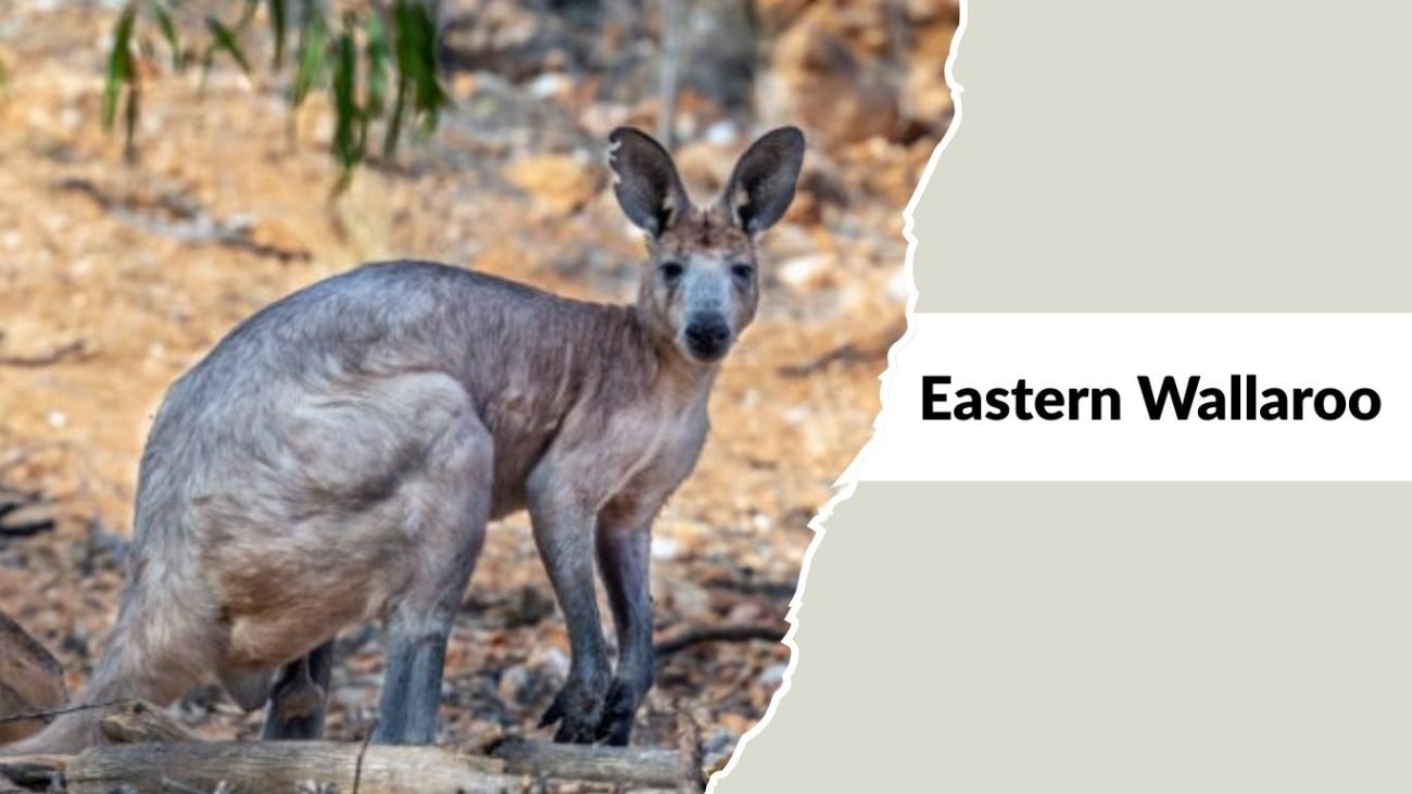 Eastern Wallaroo Eastern Wallaroo