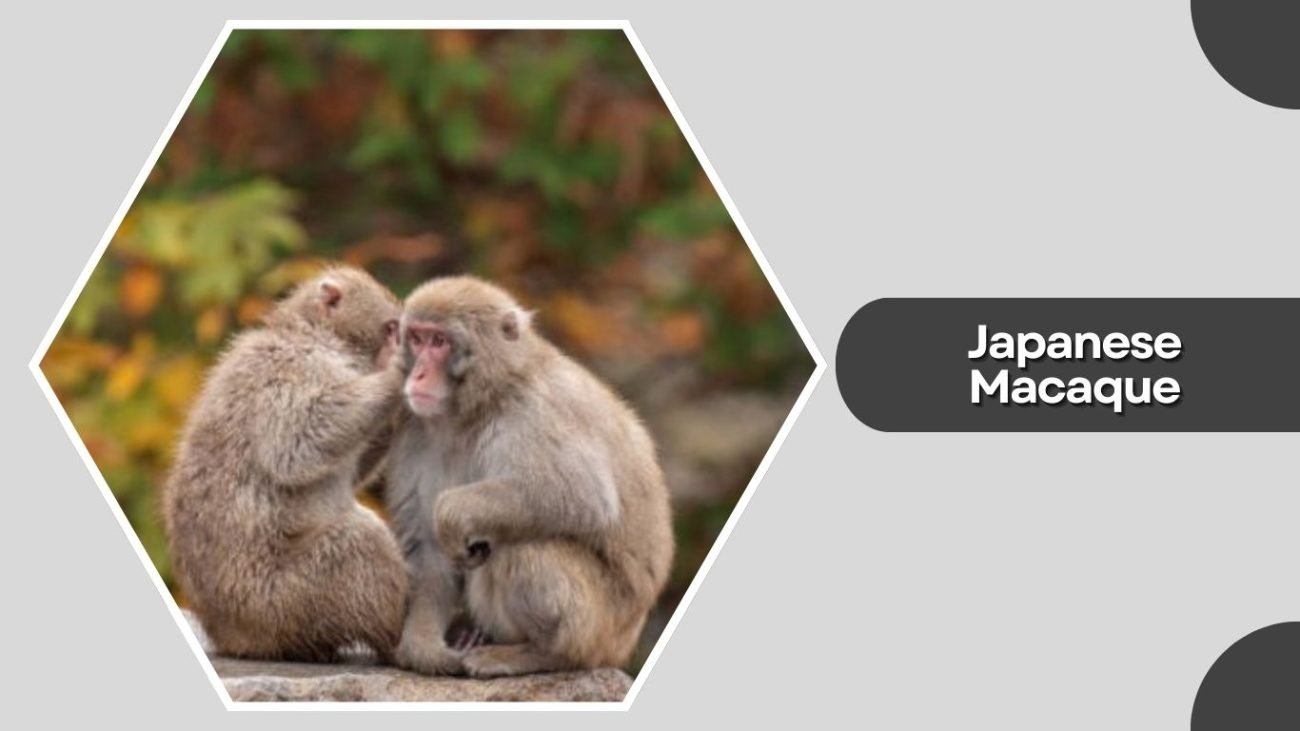  Japanese Macaque