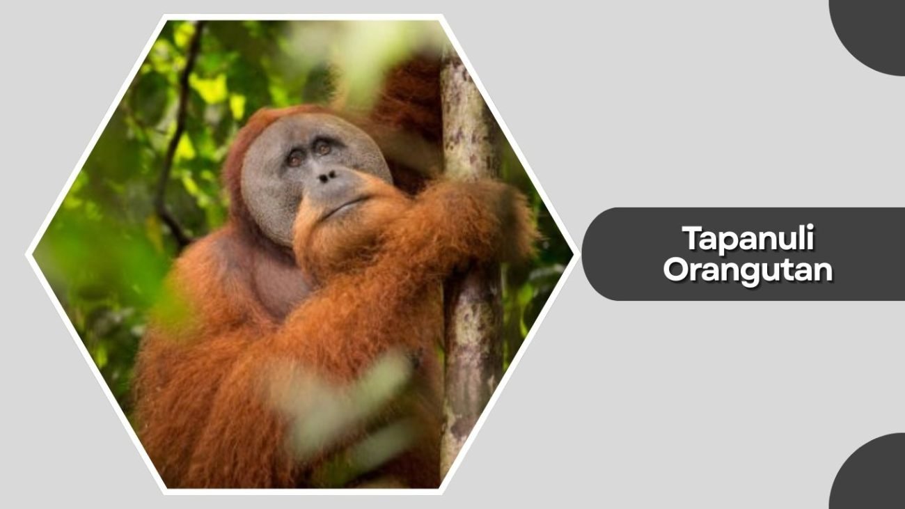Tapanuli Orangutan