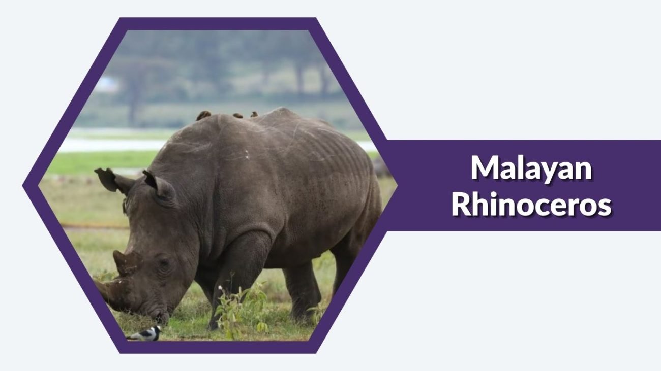 Malayan Rhinoceros Malayan Rhinoceros
