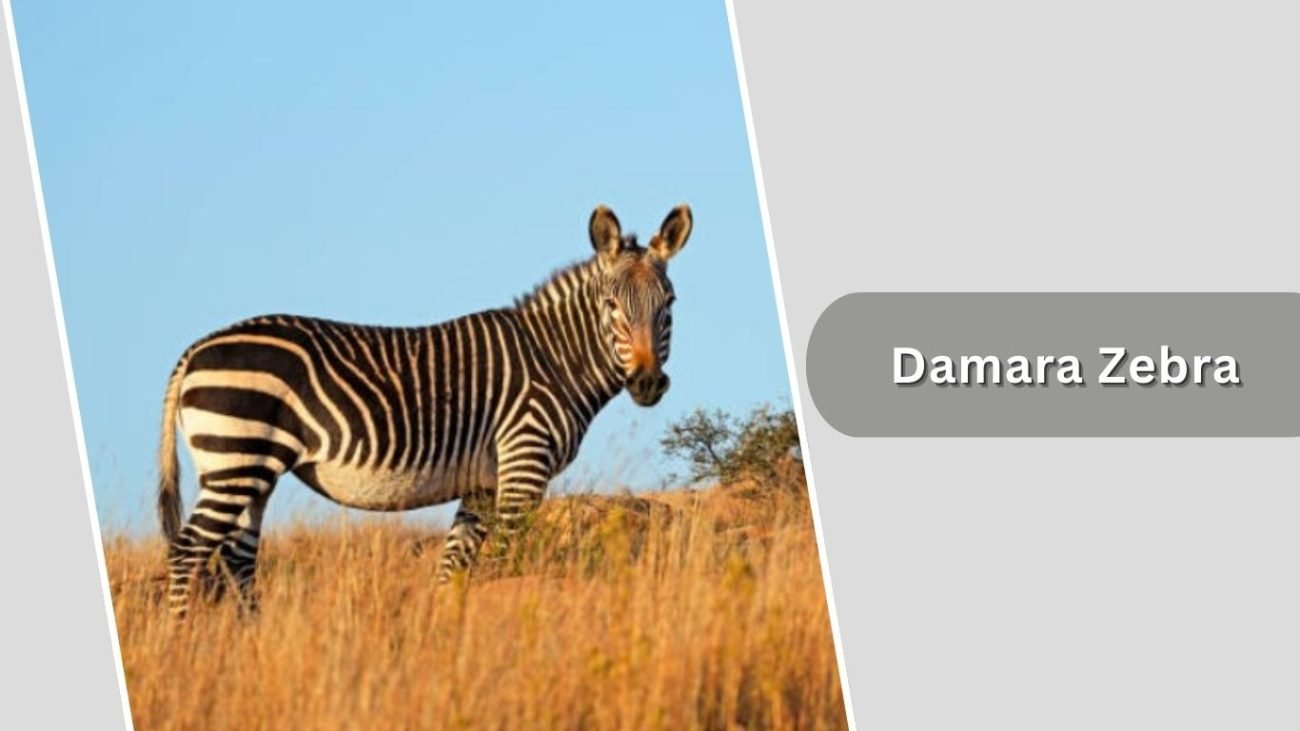 Damara Zebra Damara Zebra