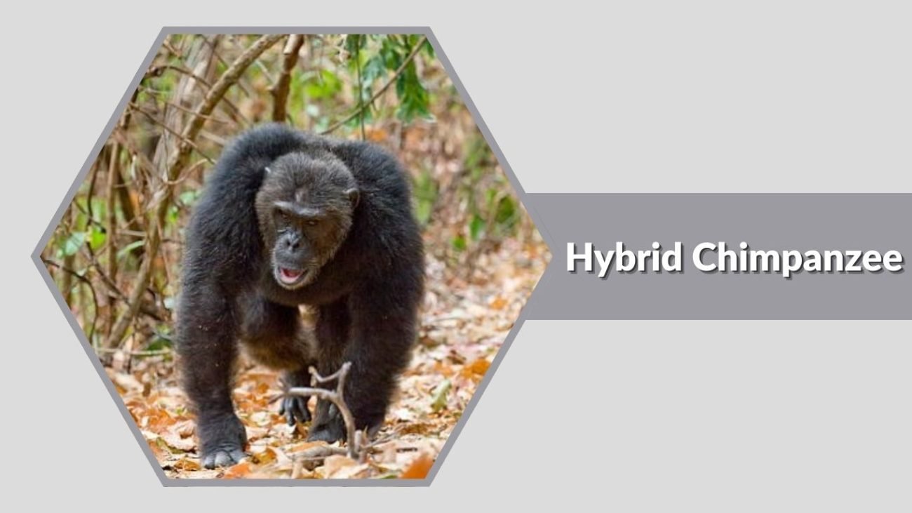 Hybrid Chimpanzee
