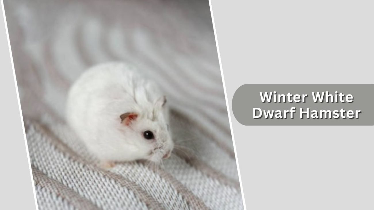 Winter White Dwarf Hamster Winter White Dwarf Hamster