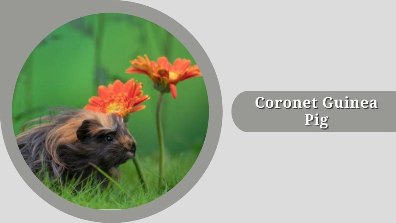 Coronet Guinea Pig Coronet Guinea Pig