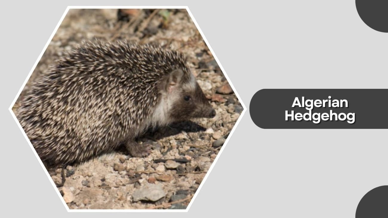 Algerian Hedgehog Algerian Hedgehog