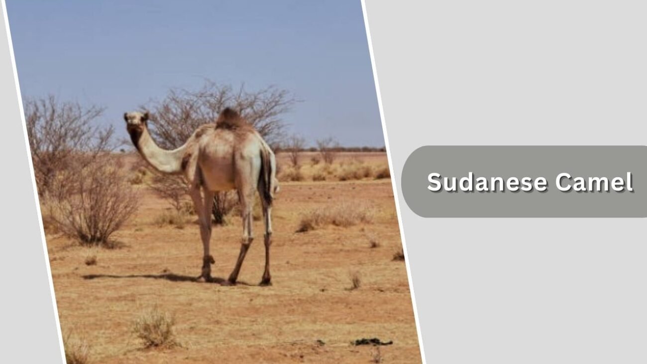 Sudanese Camel