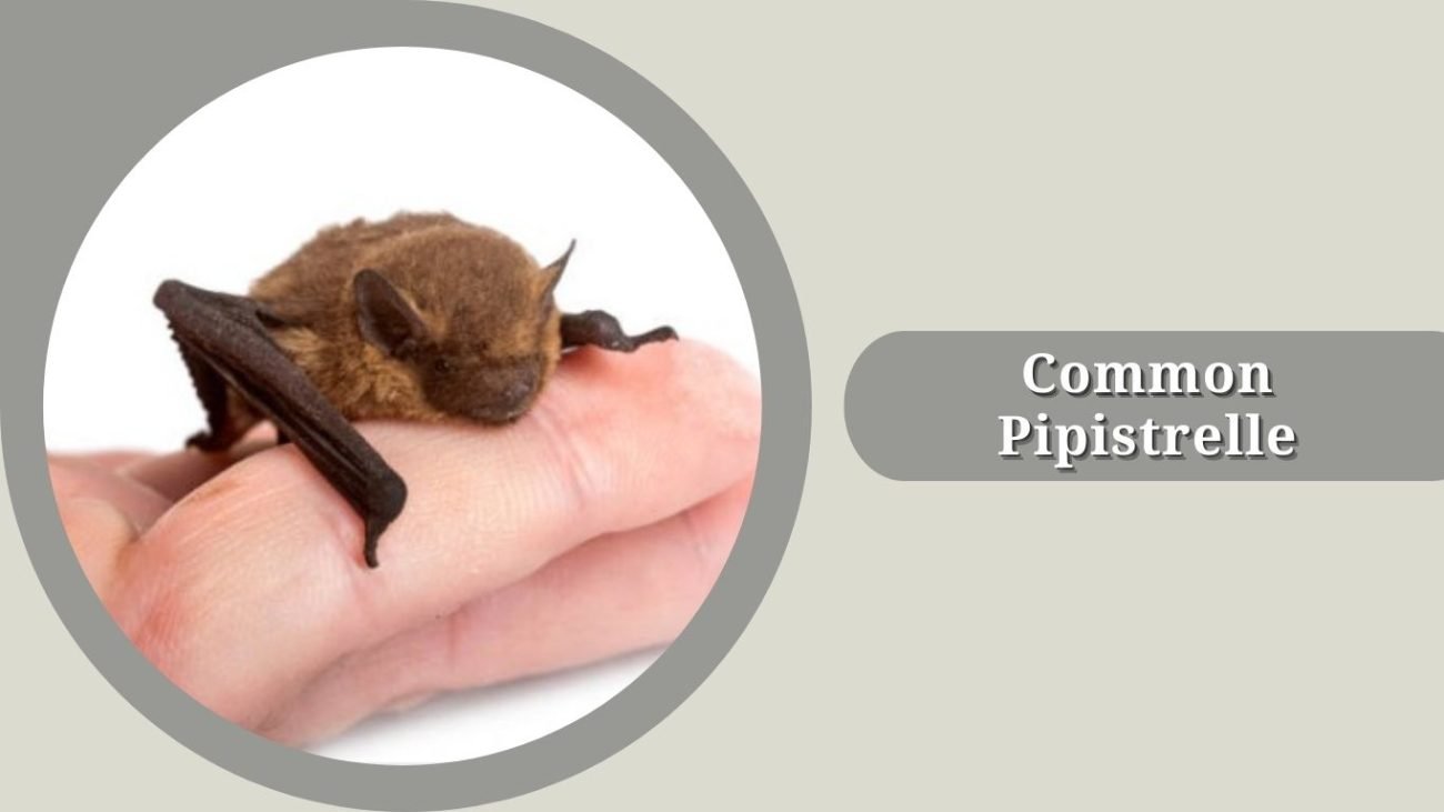 Common Pipistrelle