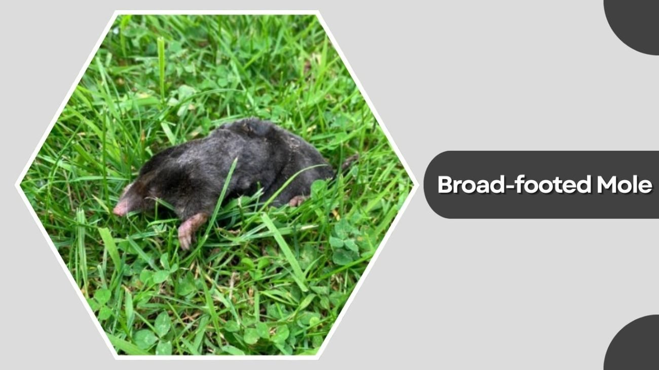 Broad-footed Mole