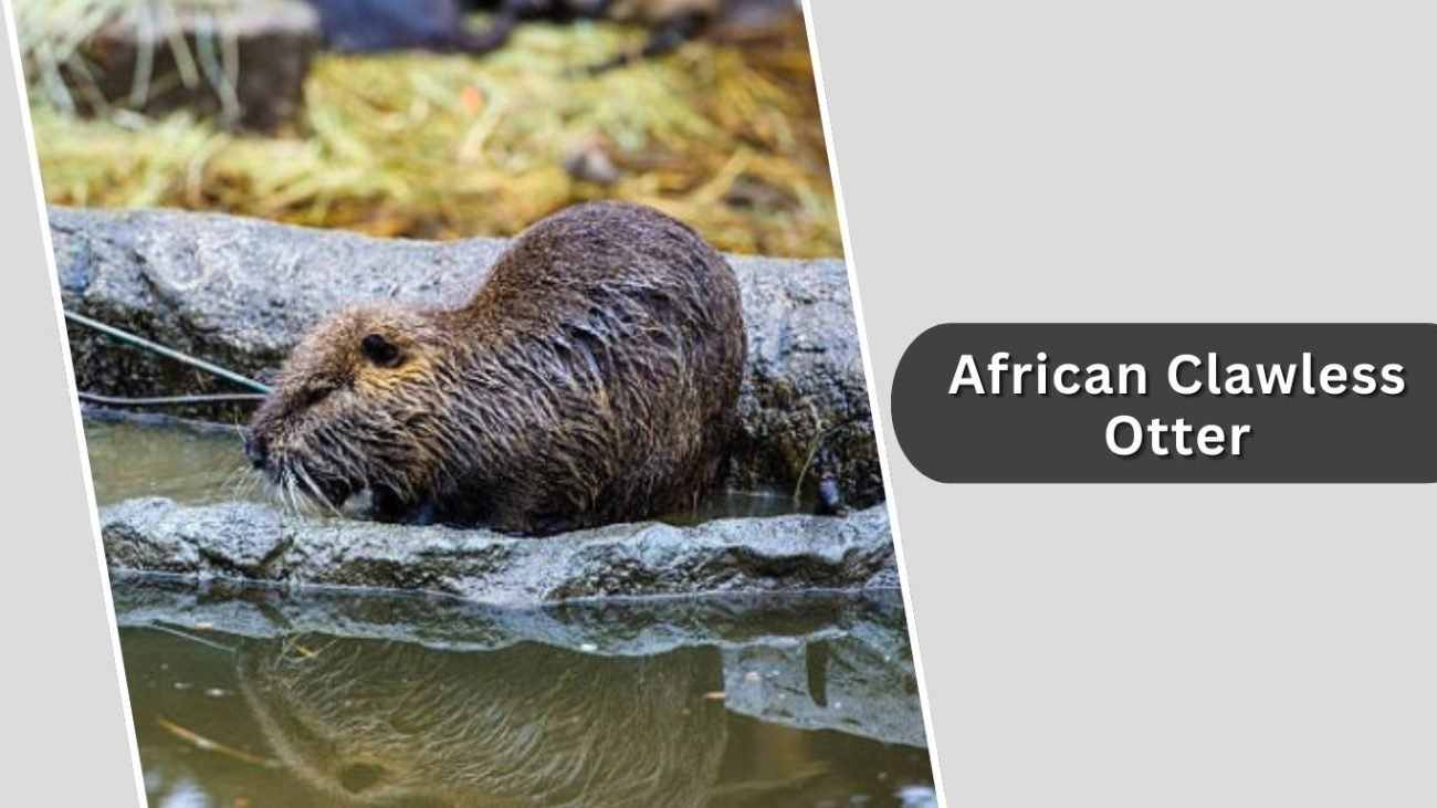 African Clawless Otter