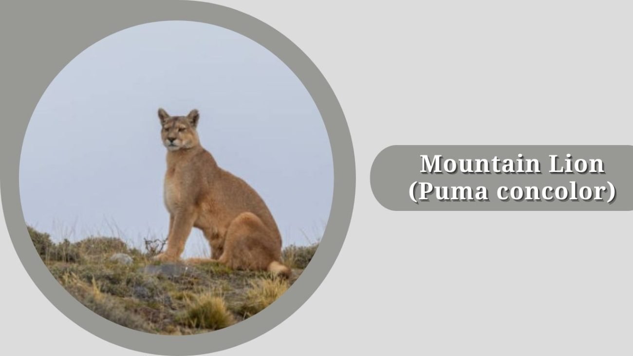 Mountain Lion