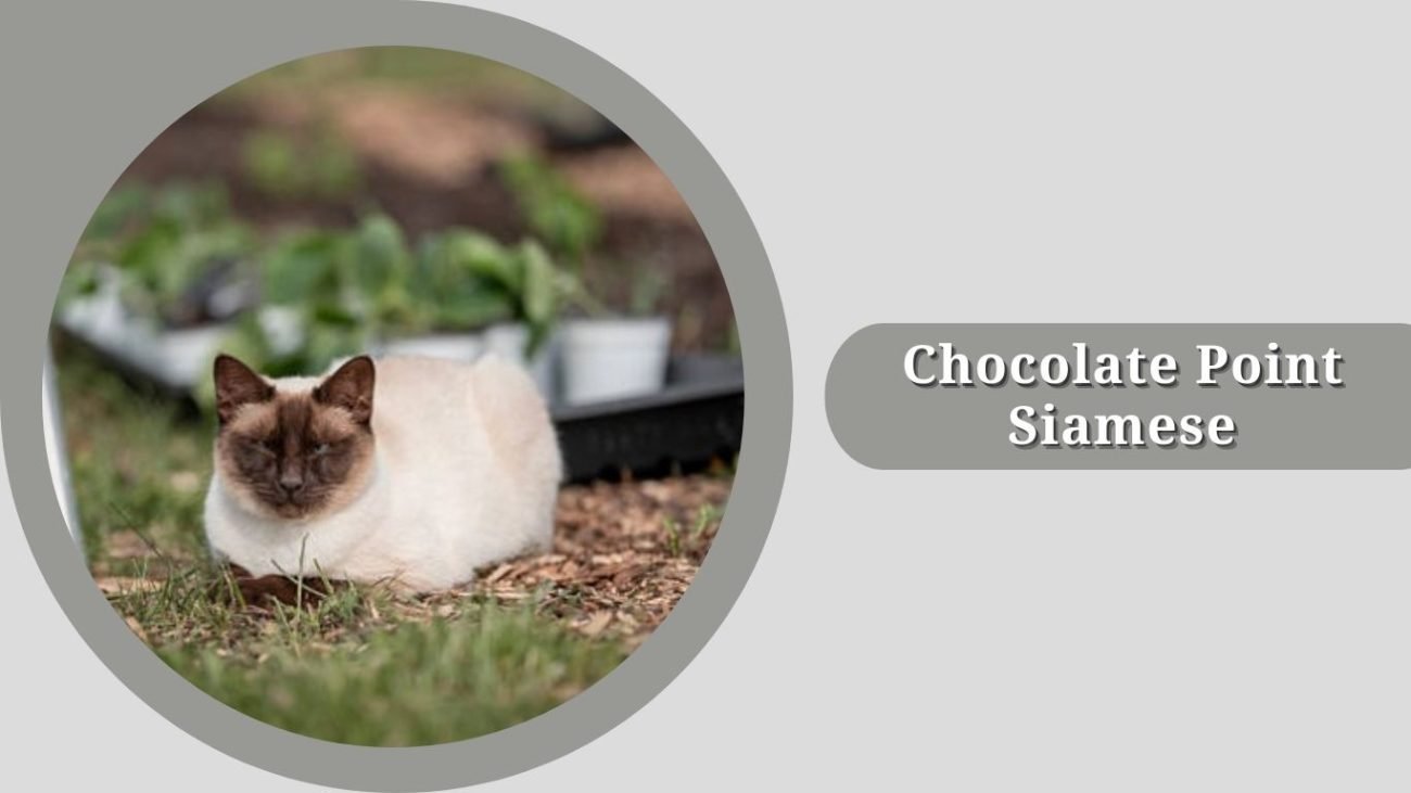  Chocolate Point Siamese