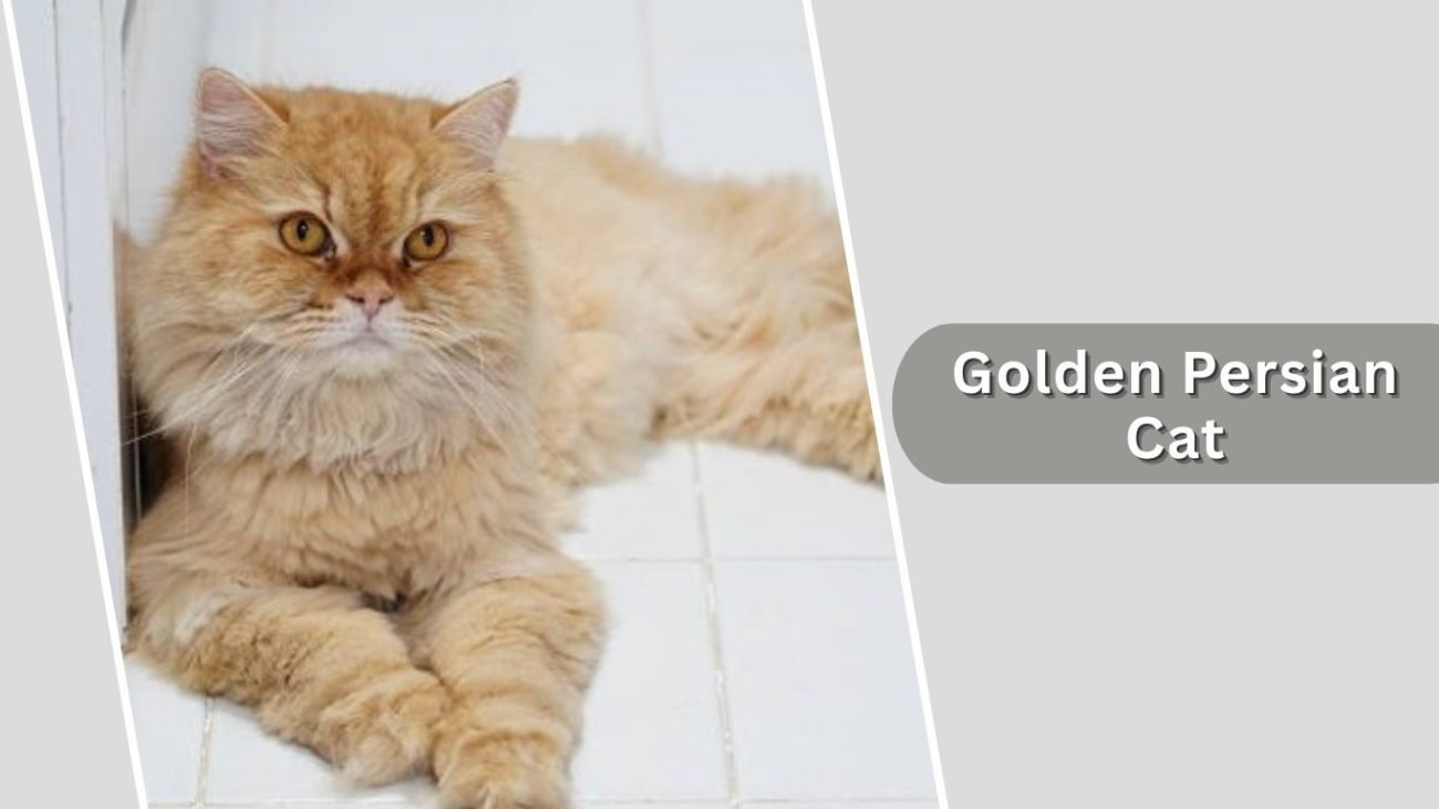 Golden Persian Cat