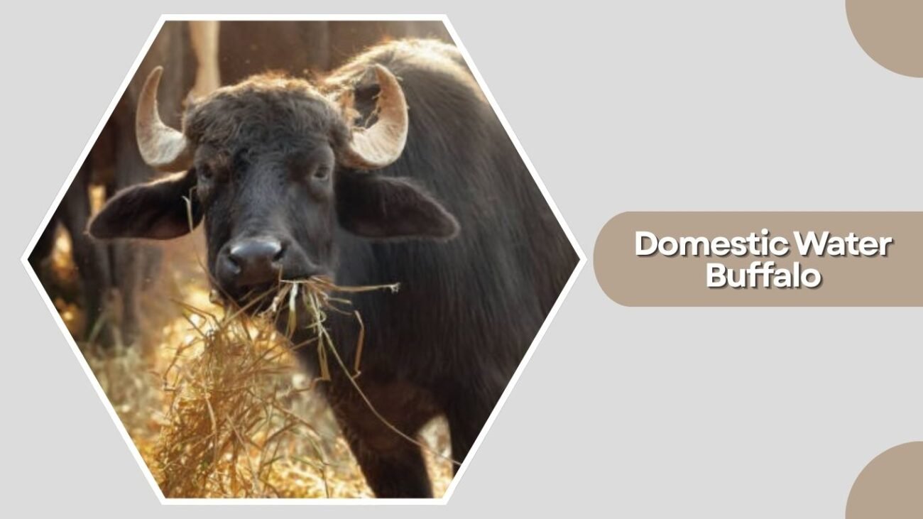 Domestic Water Buffalo