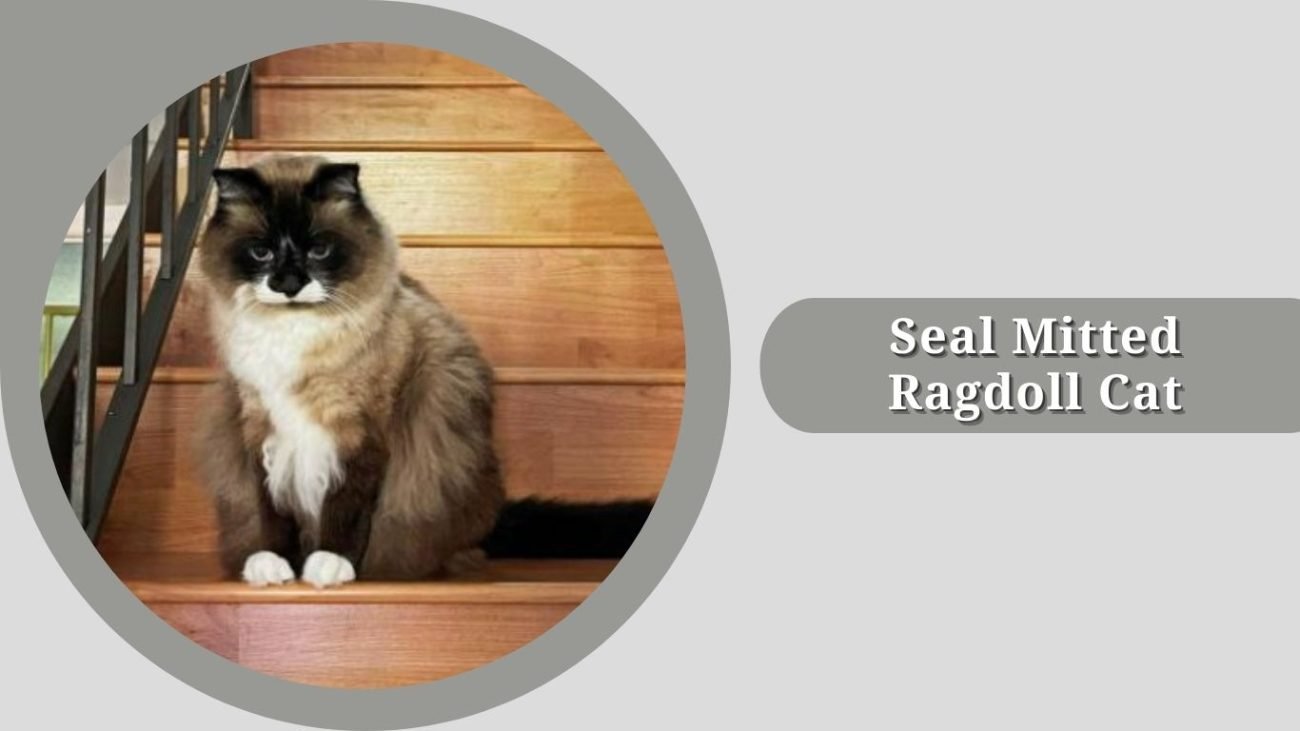 Seal Mitted Ragdoll Cat