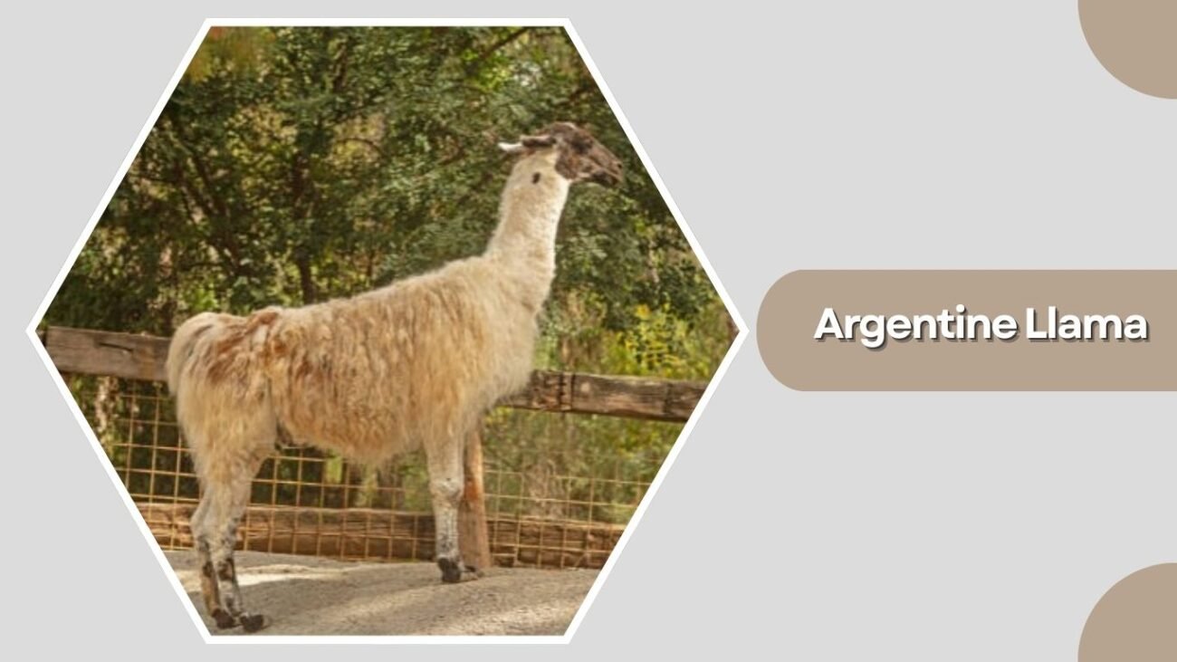 Argentine Llama