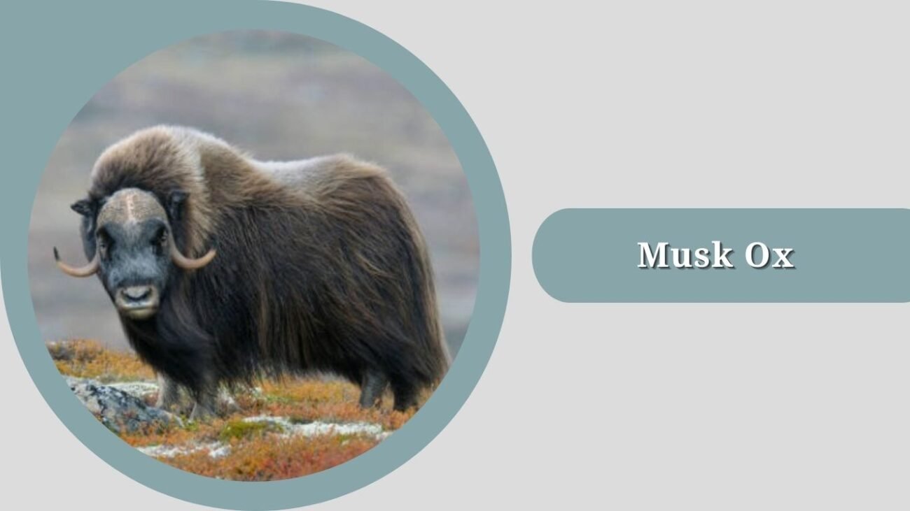 Musk Ox