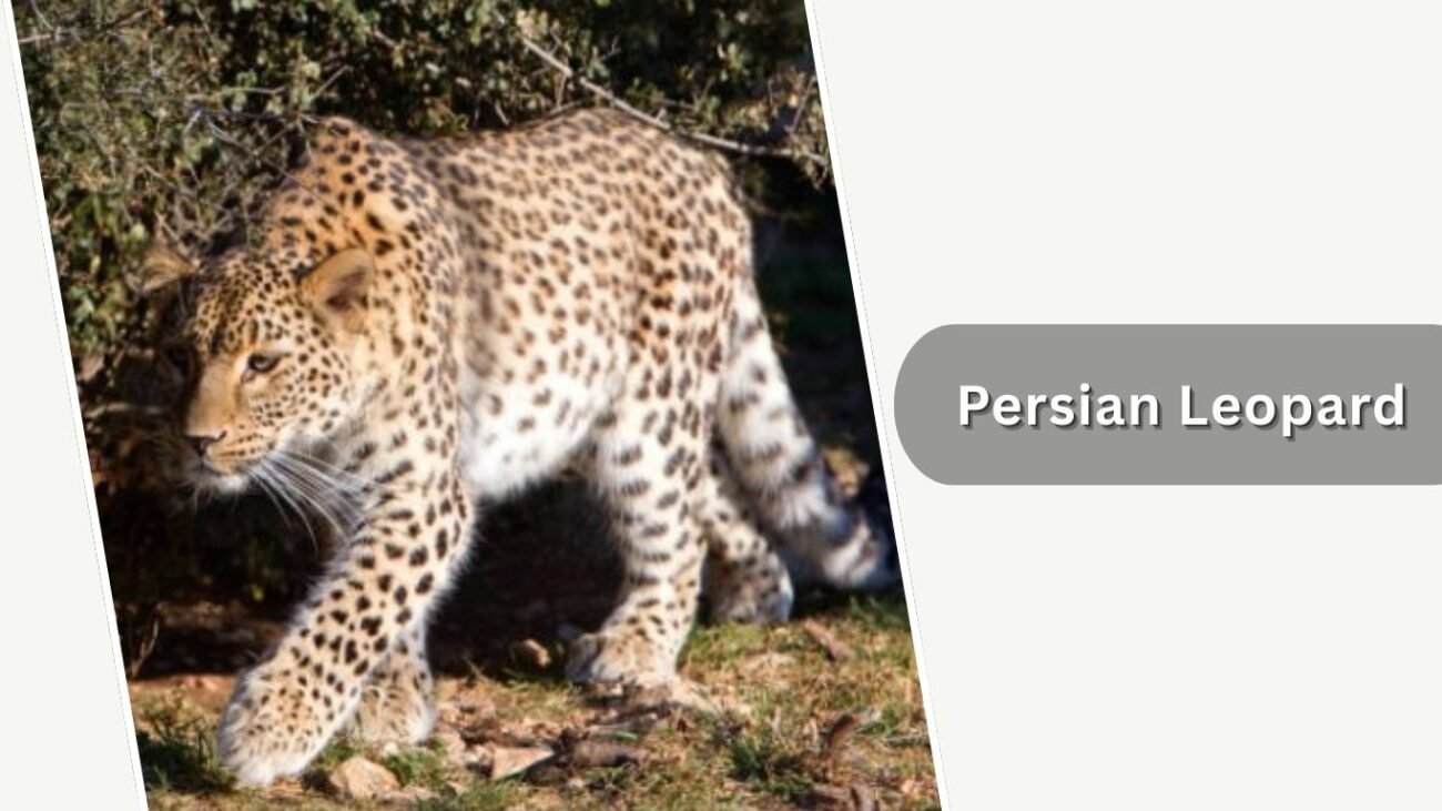 Persian Leopard