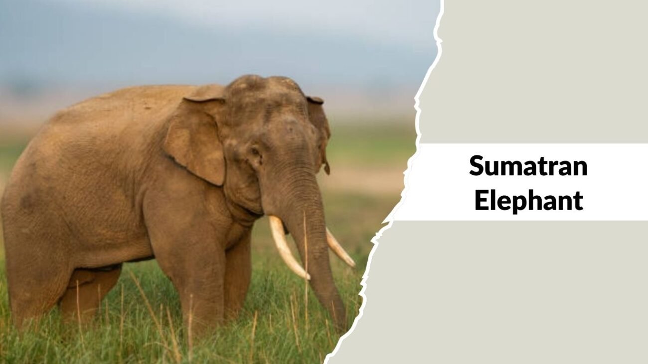 Sumatran Elephant