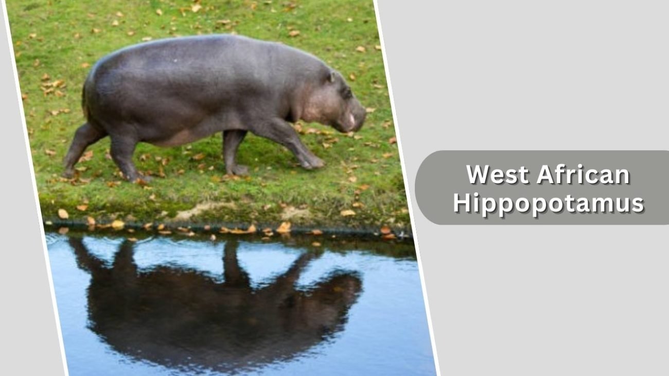West African Hippopotamus