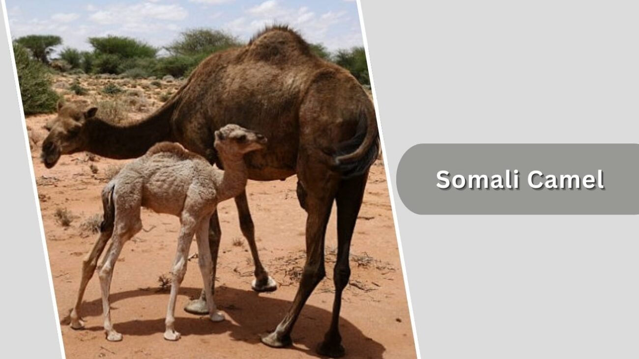 Somali Camel