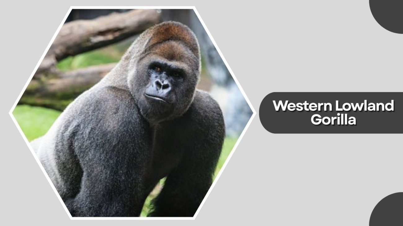 Western Lowland Gorilla