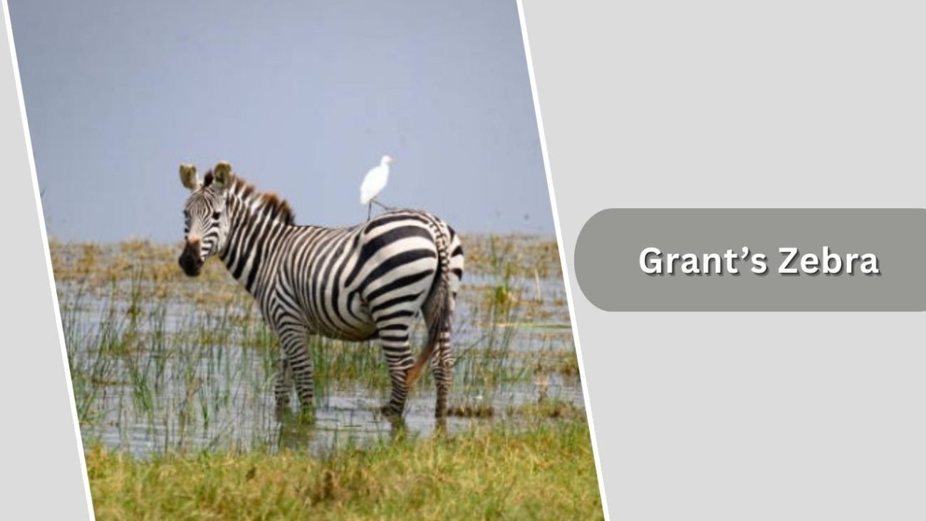 Grant’s Zebra Grant’s Zebra