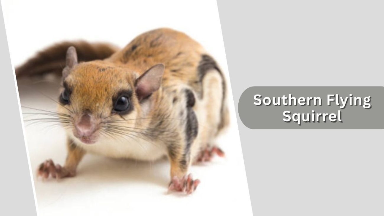 Southern Flying Squirrel Southern Flying Squirrel