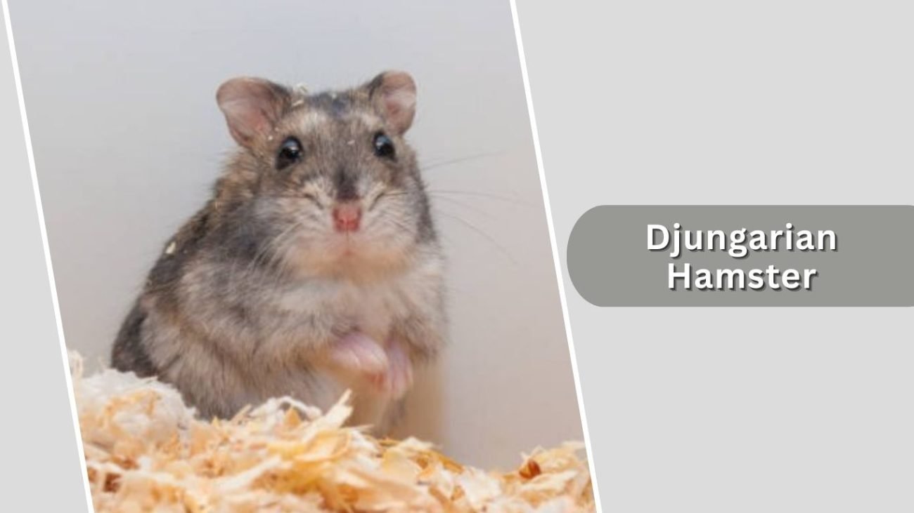 Djungarian Hamster Djungarian Hamster