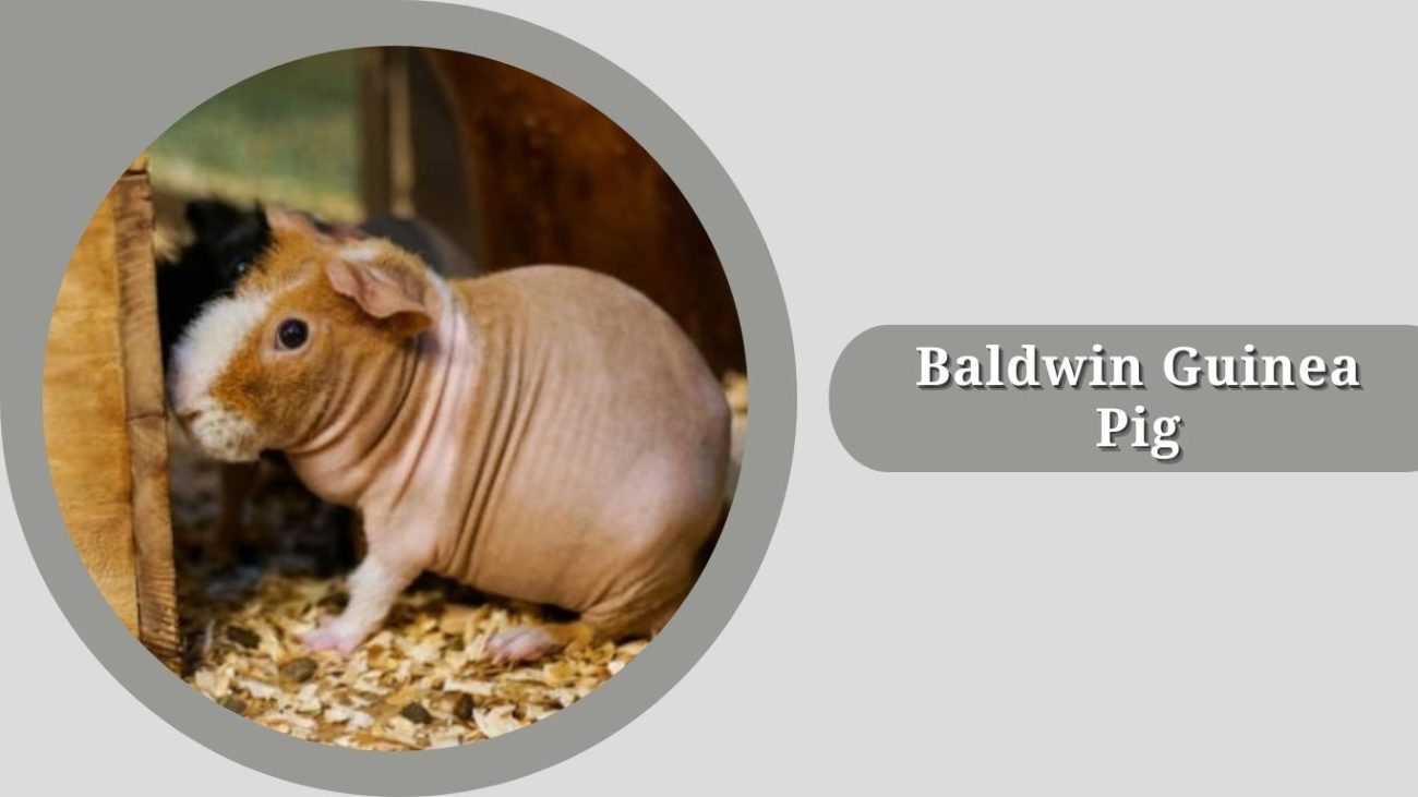 Baldwin Guinea Pig Baldwin Guinea Pig