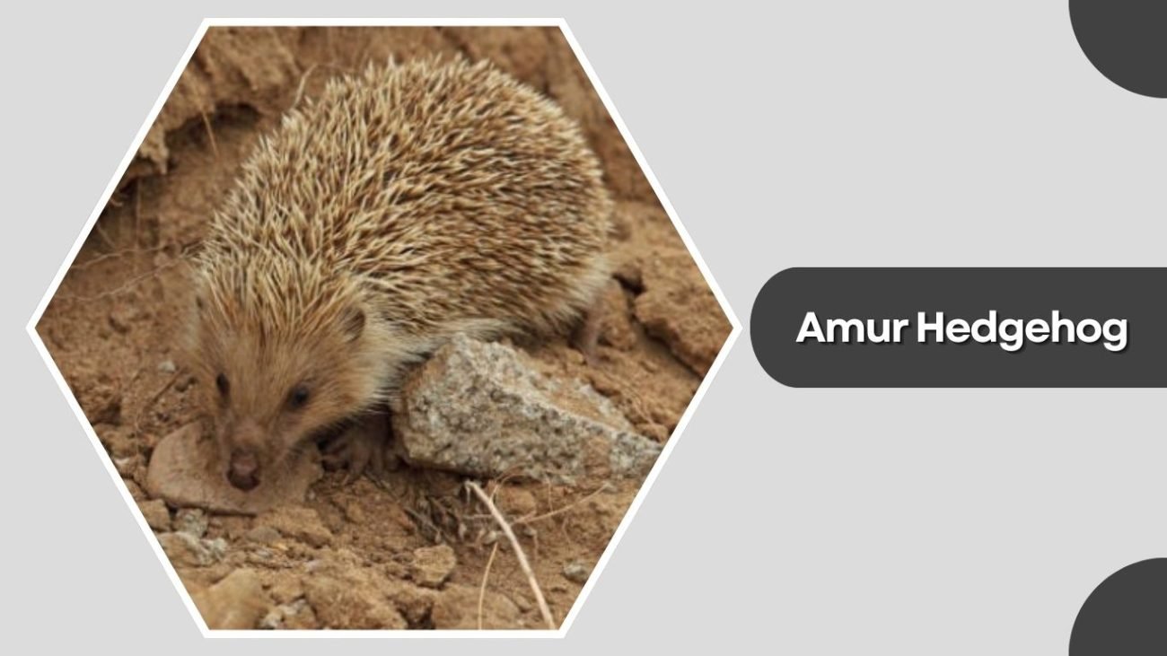 Amur Hedgehog Amur Hedgehog