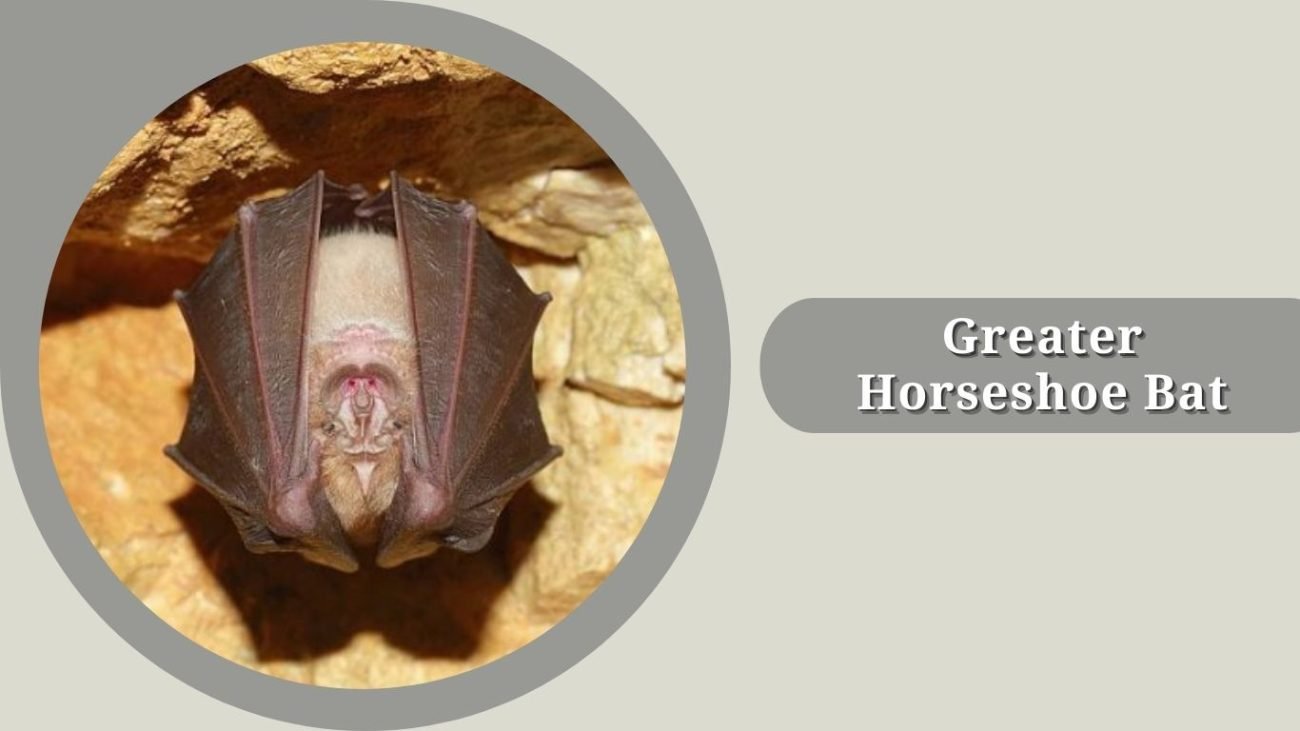 Greater Horseshoe Bat