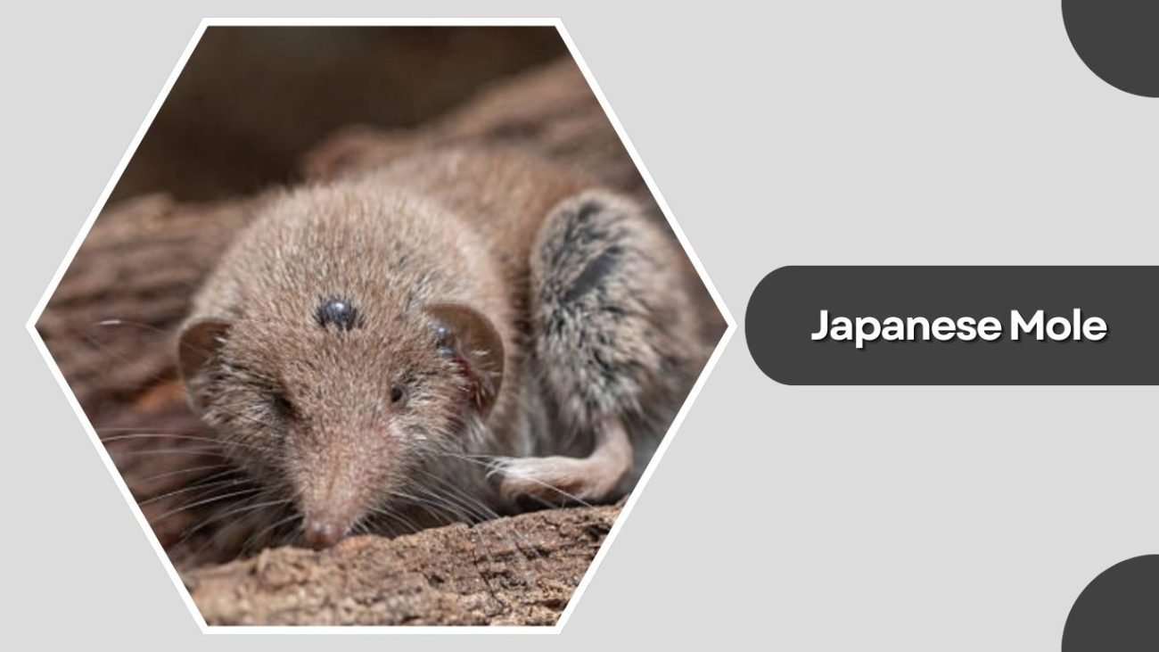 Japanese Mole