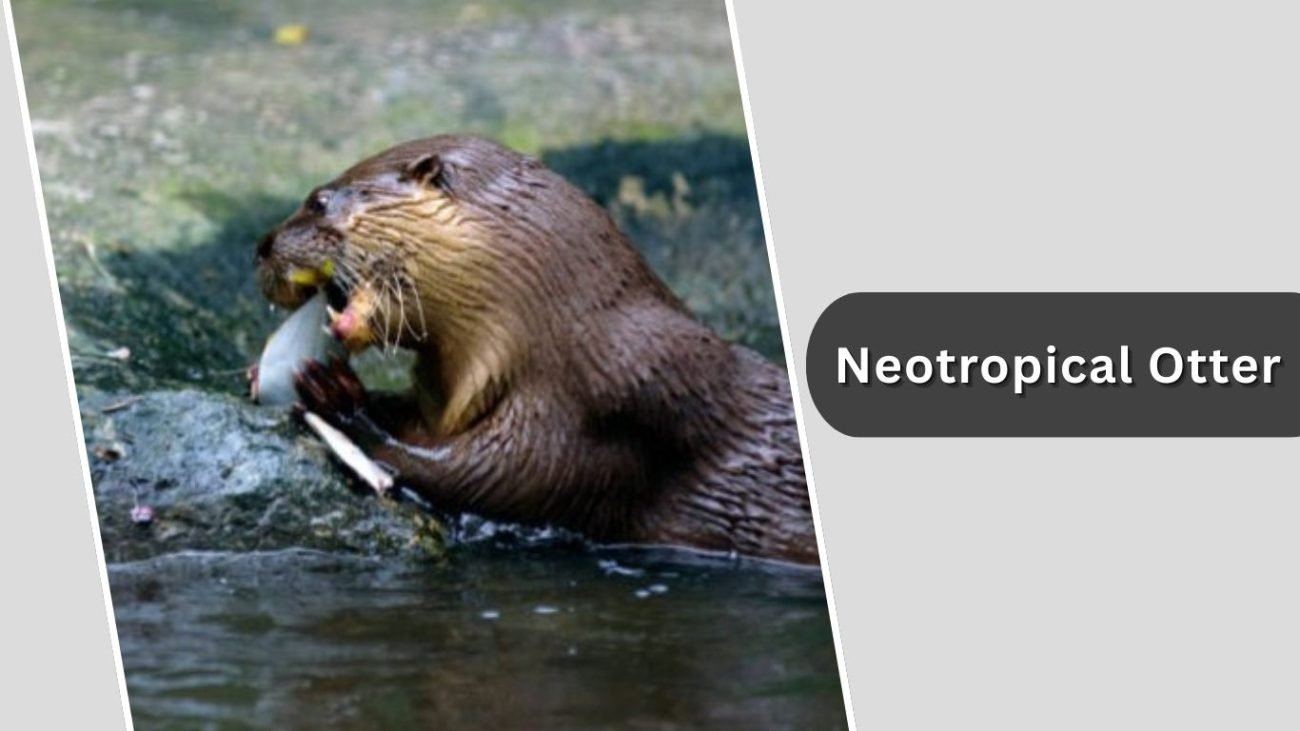 Neotropical Otter