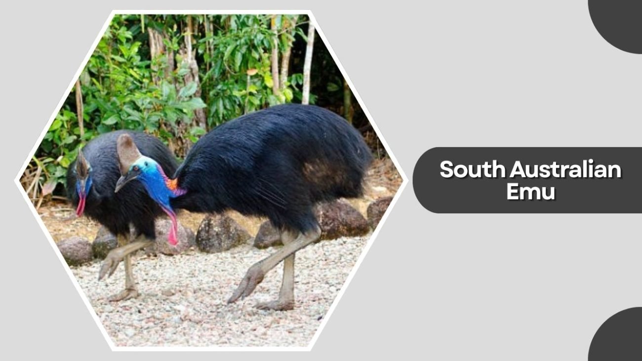 South Australian Emu