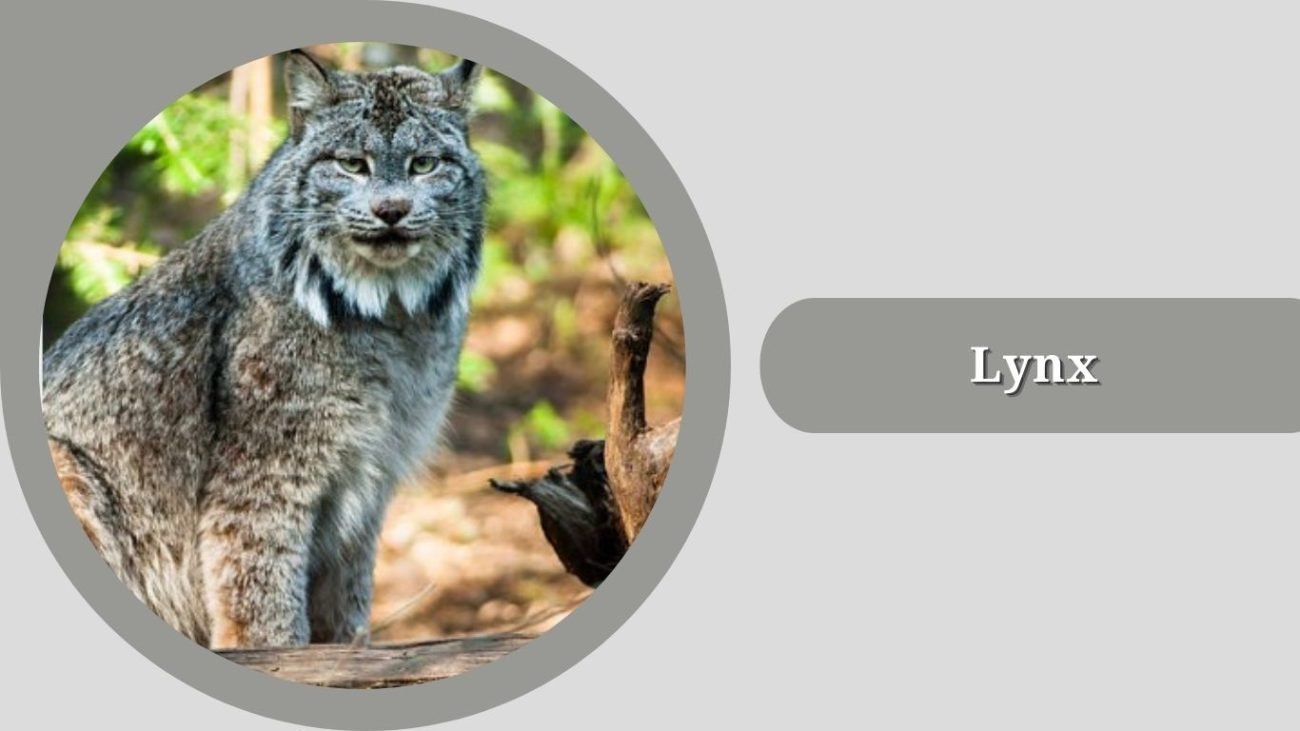  Lynx (Genus: Lynx)
