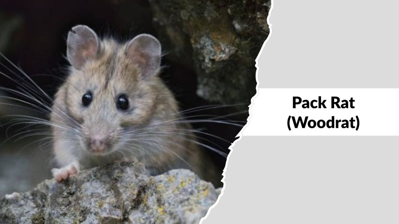Pack Rat (Woodrat)