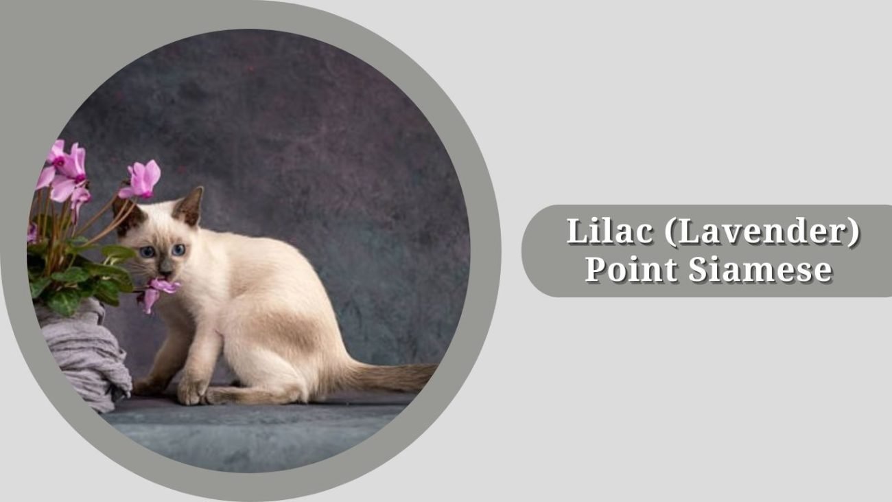 Lilac (Lavender) Point Siamese