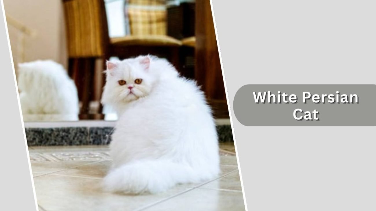 White Persian Cat