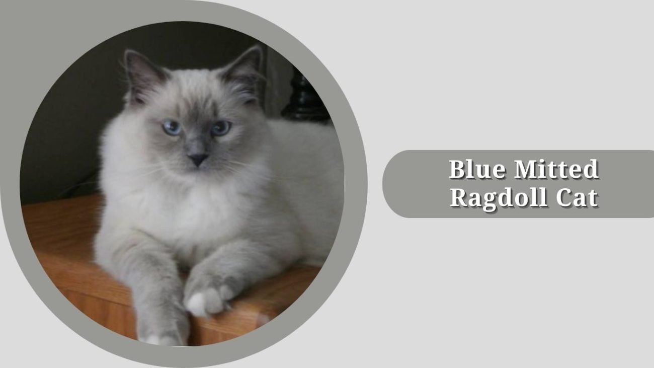 Blue Mitted Ragdoll Cat