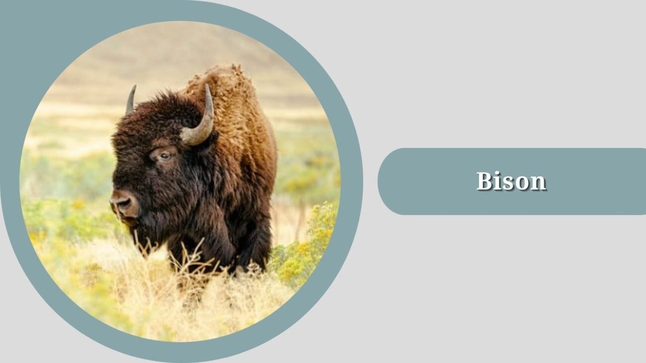 Bison