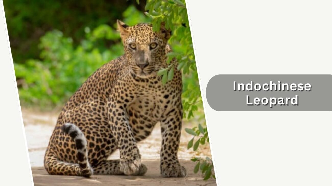 Indochinese Leopard