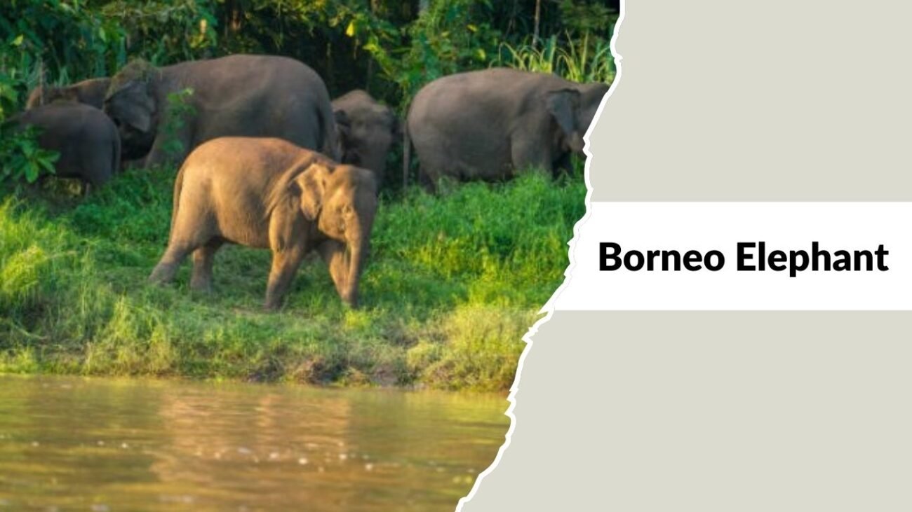 Borneo Elephant