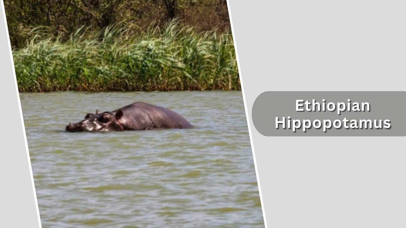 Ethiopian Hippopotamus
