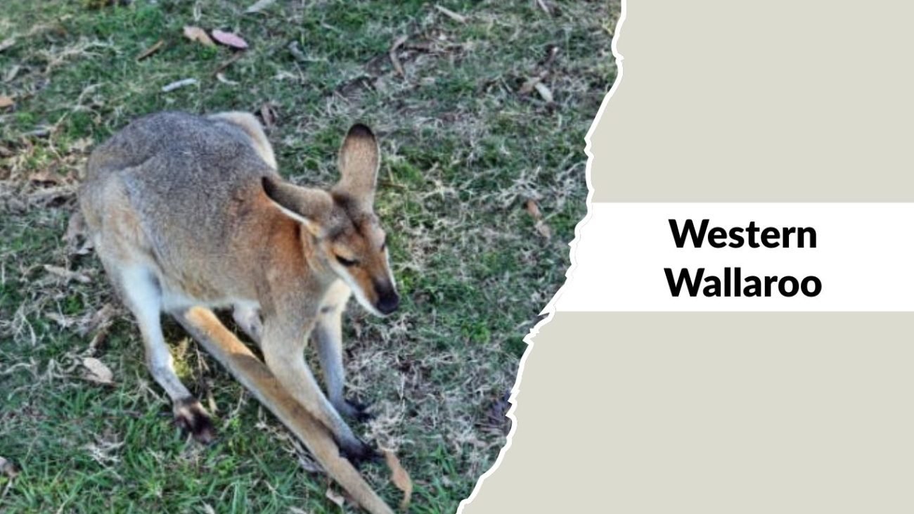 Western Wallaroo Western Wallaroo